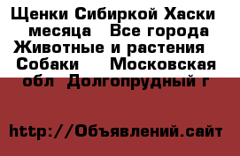 Щенки Сибиркой Хаски 2 месяца - Все города Животные и растения » Собаки   . Московская обл.,Долгопрудный г.